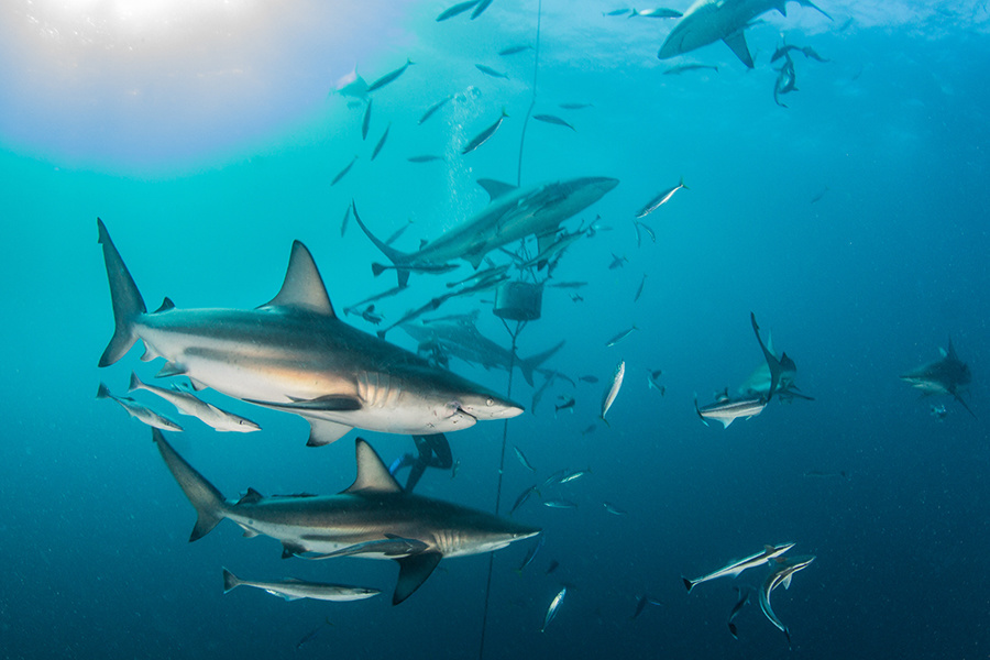Blacktip sharks swimming in a group