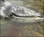 Gray whale carcass