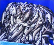 Pacific whiting catch
