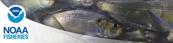 NOAA Fisheries