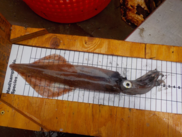 Squid, NOAA Fisheries