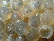 Fish eggs, NOAA Fisheries