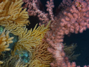 primnoa-paragorgia-squat-lobster-ropos, NOAA Fisheries