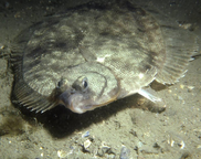 Winter Flounder, NOAA Fisheries