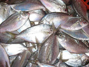 Butterfish, NOAA Fisheries