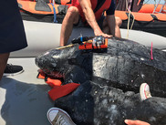 Satellite tag placed on a leatherback turtle. Photo credit: NOAA Fisheries/Heather Haas