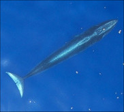 Gulf of Mexico Bryde's Whale 2