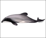 Maui dolphin illustration