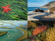 A collage of 4 photos, clockwise from top left: a starfish, river flows to the ocean, fish in a coral reef, people paddle boarding.