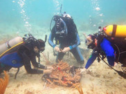 Divers collect broken coral underwater.