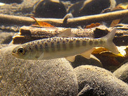 A juvenile salmon swims above rocky estuary bottom.