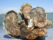 A large clump of oysters from Harris Creek.
