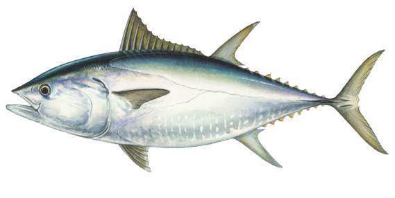 Bluefin tuna illustration