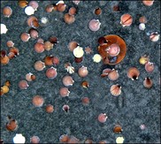 Sea scallops on seafloor