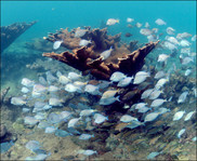 Underwater Habitat