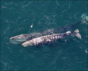 Aerial view gray whales