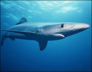 Blue Shark