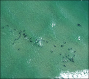 Cape Cod gray seals and white shark