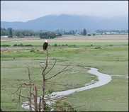 Chinook habitat restoration