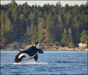 Orca Action Month
