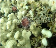 Sea Urchin