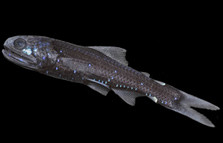 Lanternfish (Lampadena luminosa)