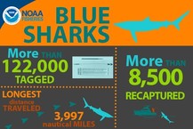 Cooperative shark tagging program, NEFSC, NOAA Fisheries