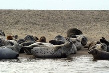 Gray and harbor seals hauled out at Jeremy Point in Wellfleet, Massachusetts. 