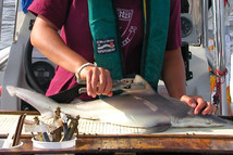  Cooperative Atlantic States Shark Pupping and Nursery (COASTSPAN)