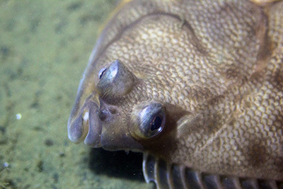 Yellowtail flounder. Credit: Courtesy Eric Heupel