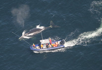 Campobello Whale Rescue Team removing fishing gear from entangled  North Atlantic right whale. Photo: NOAA Fisheries