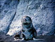Northern fur seal pup