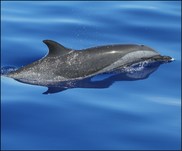Pantropic dolphin