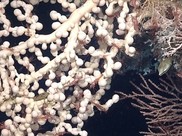 Closeup image of three deep sea corals underwater.