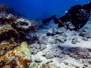 A NOAA diver swims past diseased coral.