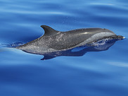 A pantropical spotted dolphin surfaces in clear blue water.