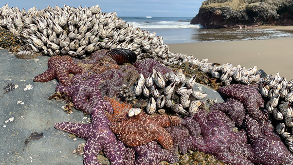 Mussels and starfish on a rock at low tide in Oregon.