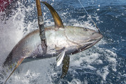 yellowfin tuna