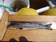 Wild Atlantic salmon smolt captured in the Penobscot River Estuary with no injuries. Photo NOAA Fisheries