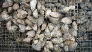 Oysters, NOAA Fisheries
