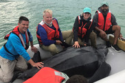Researchers (left to right): Chris Sasso, Mike Judge, Heather Haas and Samir Patel with a leatherback aboard the open catamaran. Photo: NOAA Fisheries