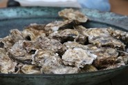 Fresh oysters from Kachemak Bay oyster mariculture operations, Homer, Alaska.