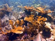 A healthy elkhorn coral on a reef that's been restored by NOAA Habitat experts.