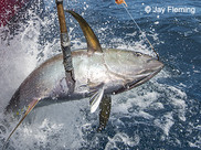 Closeup of a yellowfin tuna that's been caught by a commercial fisherman, being hauled into a boat with a gaff hook. © Jay Fleming
