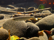Juvenile chinook salmon in its habitat.