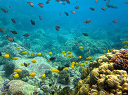 Schools of colorful fish swim around and above a coral reef.