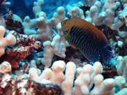 A single fish swims near an unhealthy bleached coral.