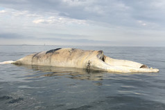 Right whale carcass floating off Long Island. Credit: NY Department of Environmental Conservation