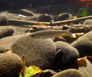 Snake River juvenile salmonid
