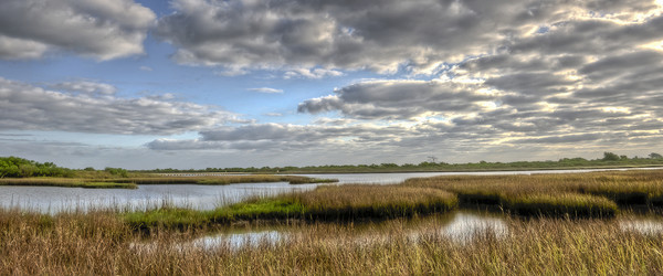Marsh with some open water under layer of clouds dotting a bright blue sky..